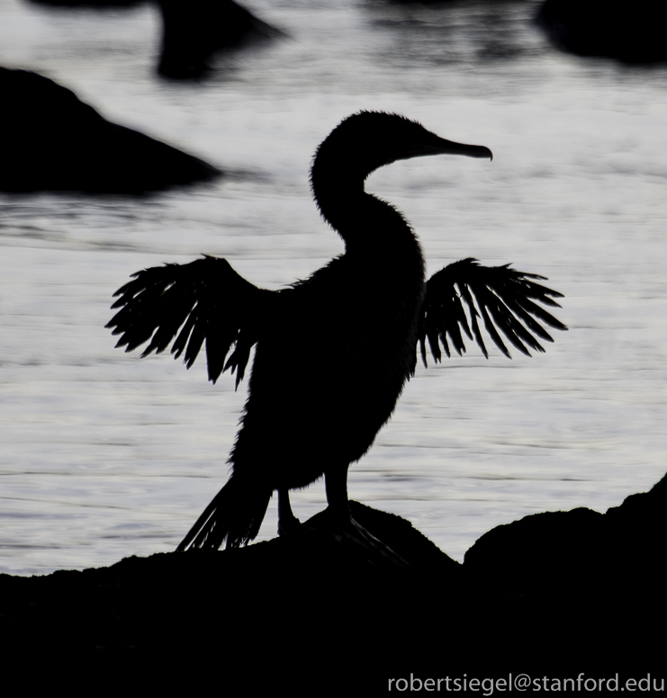 galapagos